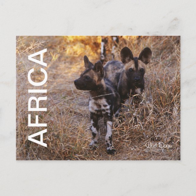 Africa Wild Dogs Travel Postcard (Front)