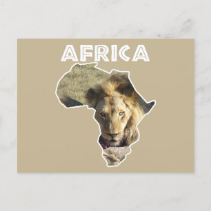 Africa Wildlife Continent Lion Stare Holiday Postcard