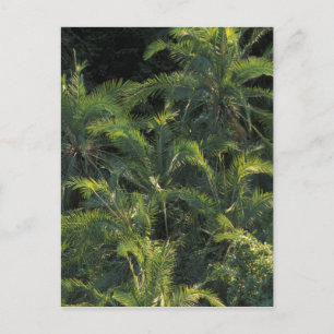 Africa, Zambia, Mosi-Oa-Tunya National Park, Postcard