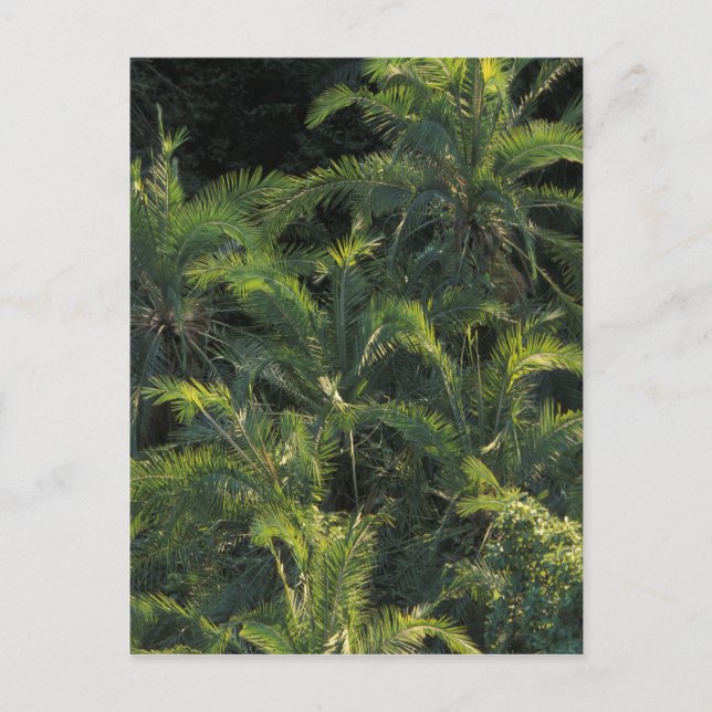 Africa, Zambia, Mosi-Oa-Tunya National Park, Postcard (Front)