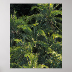 Africa, Zambia, Mosi-Oa-Tunya National Park, Poster