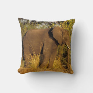 Africa, Zimbabwe, Victoria Falls National Park. Cushion
