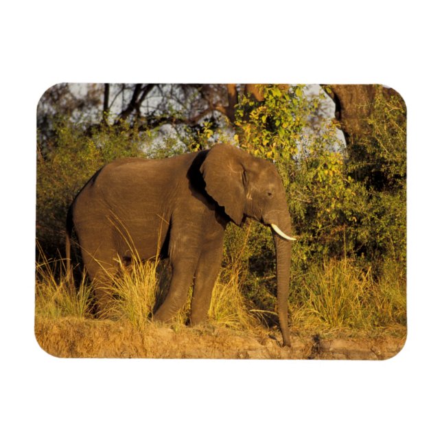 Africa, Zimbabwe, Victoria Falls National Park. Magnet (Horizontal)