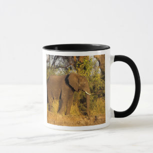 Africa, Zimbabwe, Victoria Falls National Park. Mug