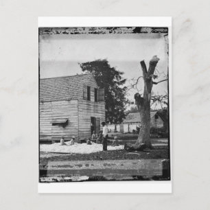 African Americans preparing cotton circa 1862 Postcard