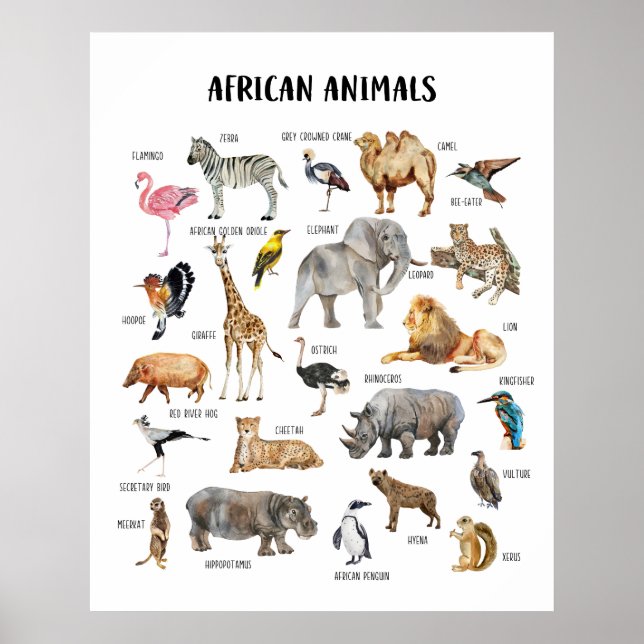 African Animals Educational Classroom Poster (Front)