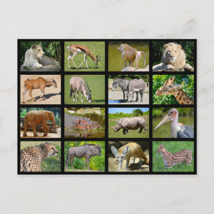 African animals mosaic postcard