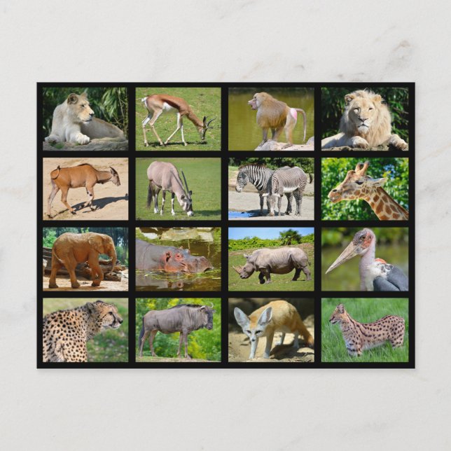 African animals mosaic postcard (Front)