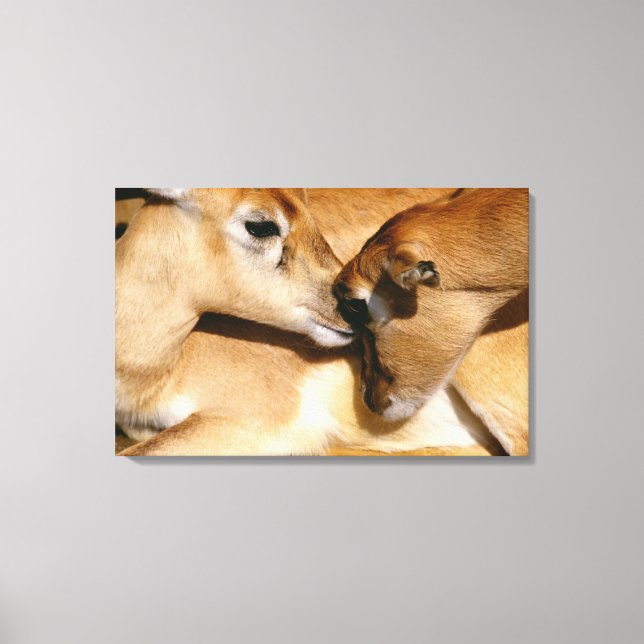 African antelope and fawn canvas print (Front)