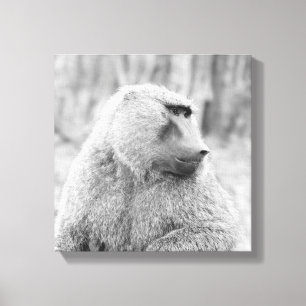 African baboon canvas print