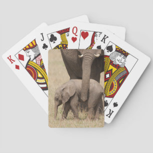 African Baby Elephant with Mother Playing Cards