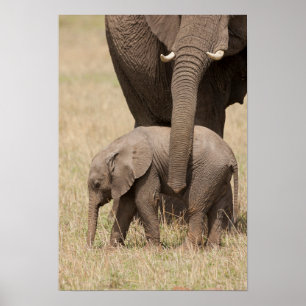 African Baby Elephant with Mother Poster