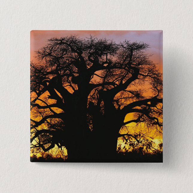 African baobab tree, Adansonia digitata, 15 Cm Square Badge (Front)