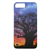 African baobab tree, Adansonia digitata, 2