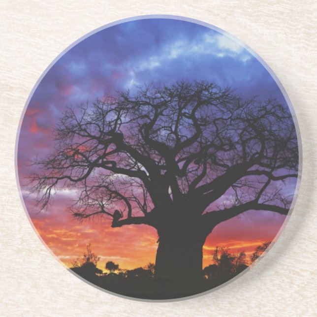 African baobab tree, Adansonia digitata, 2 Coaster (Front)