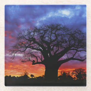 African baobab tree, Adansonia digitata 2 Glass Coaster