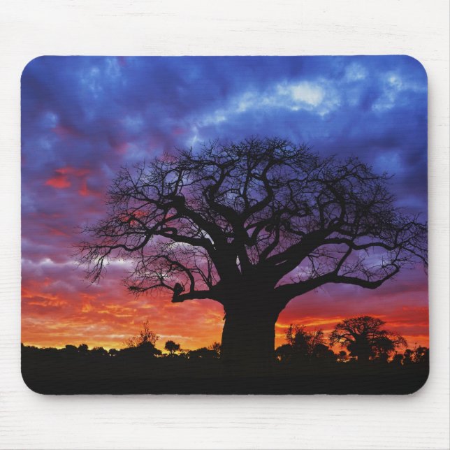 African baobab tree, Adansonia digitata, 2 Mouse Mat (Front)