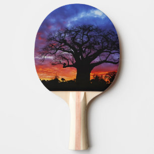 African baobab tree, Adansonia digitata, 2 Ping Pong Paddle