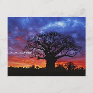 African baobab tree, Adansonia digitata, 2 Postcard