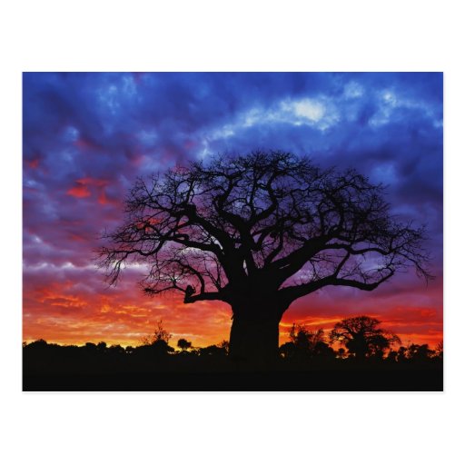 Image of African baobab tree, Adansonia digitata, 2 Postcard
