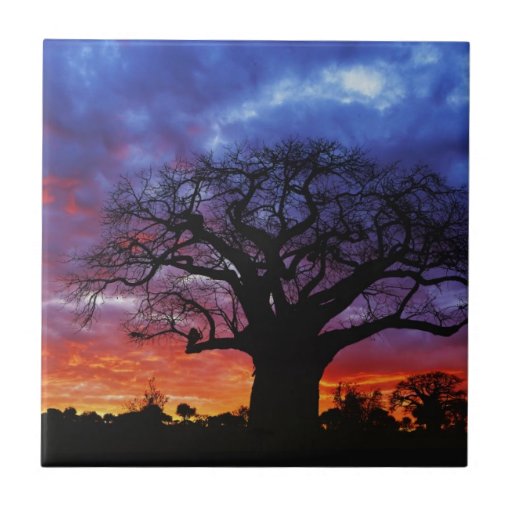 Image of African baobab tree, Adansonia digitata 2 Tile