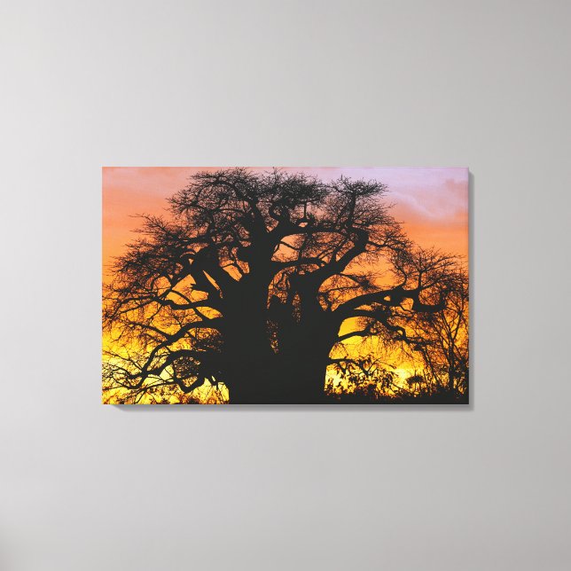 African baobab tree, Adansonia digitata, Canvas Print (Front)