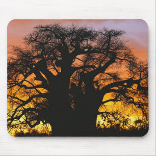 African baobab tree, Adansonia digitata, Mouse Mat