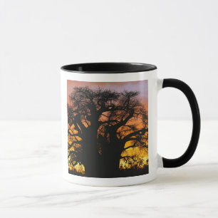 African baobab tree, Adansonia digitata, Mug