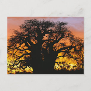 African baobab tree, Adansonia digitata, Postcard