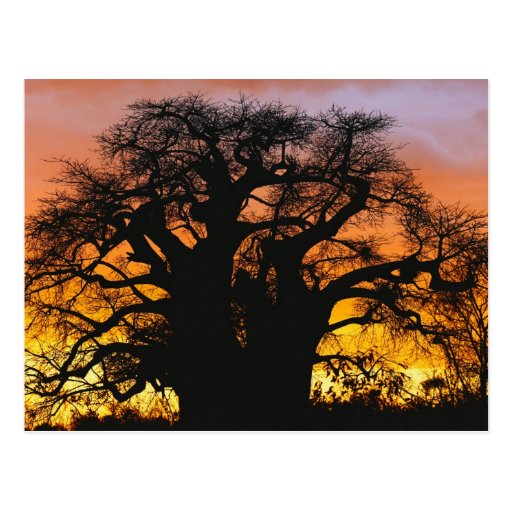 Image of African baobab tree, Adansonia digitata, Postcard