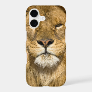 African Barbary Lion, Panthera leo leo, one of