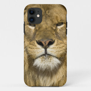 African Barbary Lion, Panthera leo leo, one of iPhone 11 Case