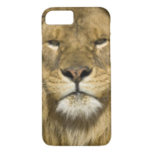 African Barbary Lion, Panthera leo leo, one of iPhone 8/7 Case