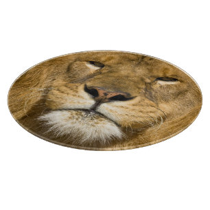 African Barbary Lion, Panthera leo leo, one of Cutting Board