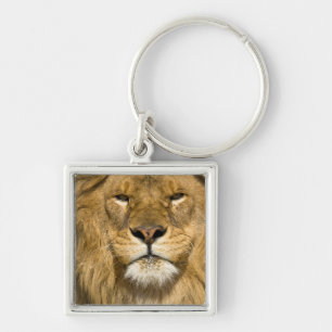 African Barbary Lion, Panthera leo leo, one of Key Ring