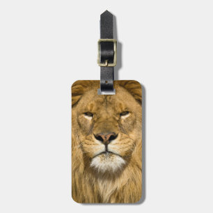 African Barbary Lion, Panthera leo leo, one of Luggage Tag