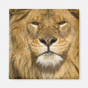 African Barbary Lion, Panthera leo leo, one of Magnet