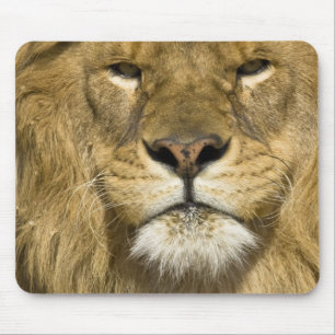 African Barbary Lion, Panthera leo leo, one of Mouse Mat