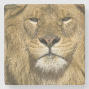 African Barbary Lion, Panthera leo leo, one of Stone Coaster