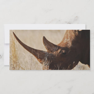 African black rhino with big horns
