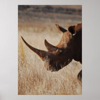 African black rhino with big horns