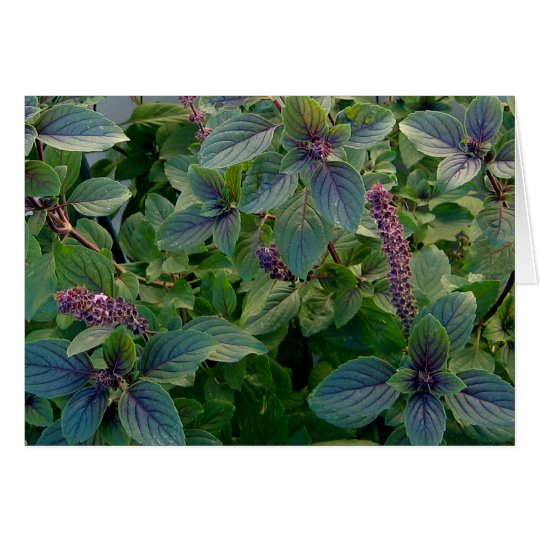 African Blue Basil Card