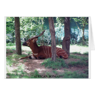 African Bongo