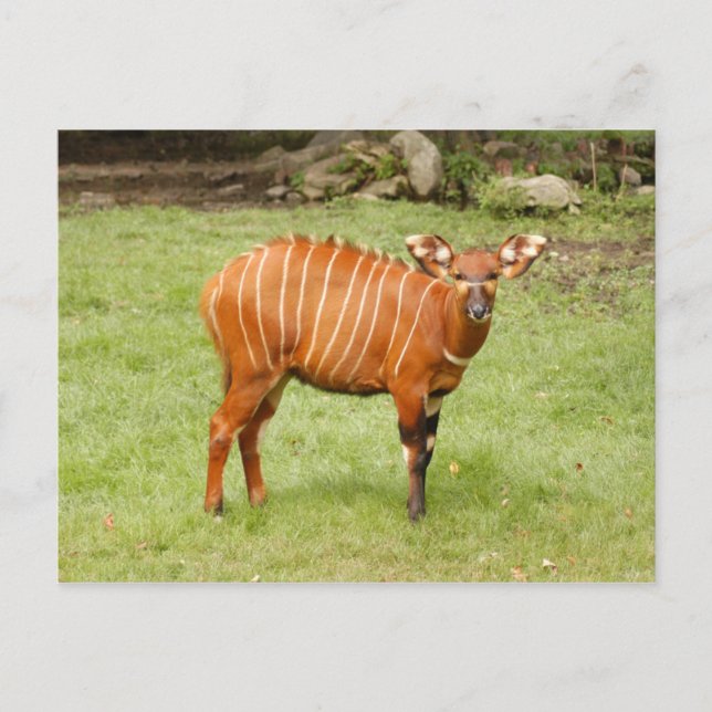 african bongo 1 postcard (Front)