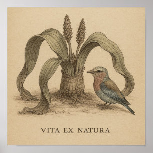 African Botanical Bird Art with Desert Plant Life Poster