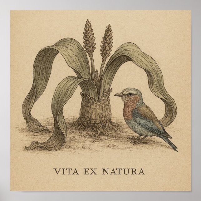 African Botanical Bird Art with Desert Plant Life Poster (Front)