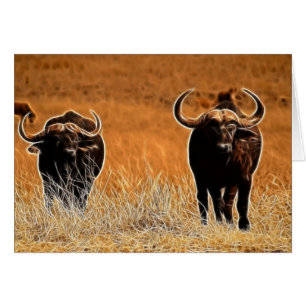 African Buffalo