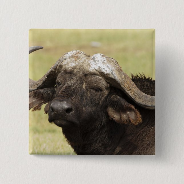 African Buffalo, Syncerus caffer 15 Cm Square Badge (Front)