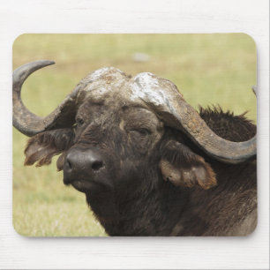 African Buffalo, Syncerus caffer Mouse Mat