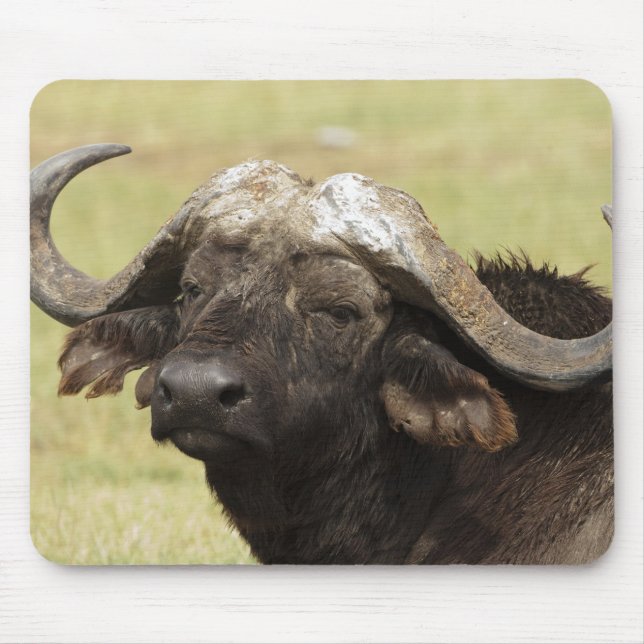 African Buffalo, Syncerus caffer Mouse Mat (Front)